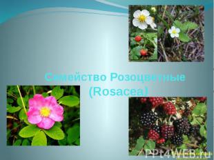 Семейство Розоцветные (Rosacea)