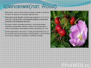 Шиповник(лат.&nbsp;Rōsa) Шиповник - многолетнее, дикорастущее растение семейства