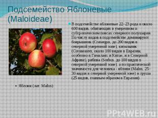 Подсемейство Яблоневые (Maloideae) В подсемействе яблоневые 22–23 рода и около 6