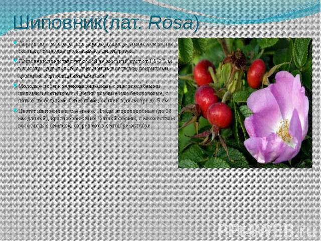 Шиповник(лат. Rōsa) Шиповник - многолетнее, дикорастущее растение семейства Розовые. В народе его называют дикой розой. Шиповник представляет собой не высокий куст от 1,5-2,5 м в высоту с дугоподобно свисающими ветвями, покрытыми крепкими серпо…