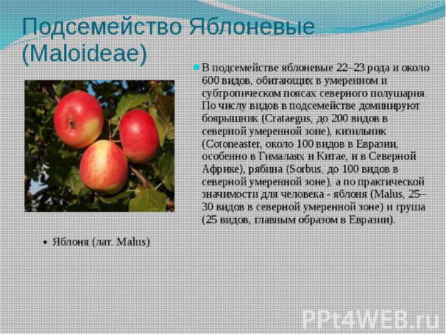 Подсемейство Яблоневые (Maloideae) В подсемействе яблоневые 22–23 рода и около 600 видов, обитающих в умеренном и субтропическом поясах северного полушария. По числу видов в подсемействе доминируют боярышник (Crataegus, до 200 видов в северной умере…