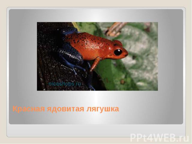 Красная ядовитая лягушка