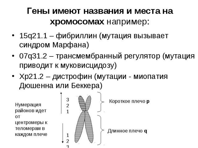 15q21.1 – фибриллин (мутация вызывает синдром Марфана) 15q21.1 – фибриллин (мутация вызывает синдром Марфана) 07q31.2 – трансмембранный регулятор (мутация приводит к муковисцидозу) Xp21.2 – дистрофин (мутации - миопатия Дюшенна или Беккера)