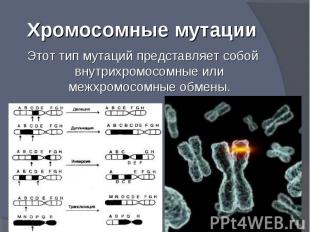 Этот тип мутаций представляет собой внутрихромосомные или межхромосомные обмены.