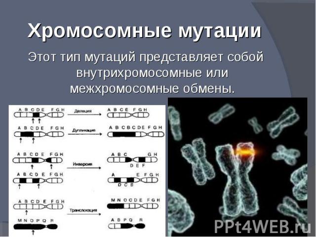 Этот тип мутаций представляет собой внутрихромосомные или межхромосомные обмены. Этот тип мутаций представляет собой внутрихромосомные или межхромосомные обмены.