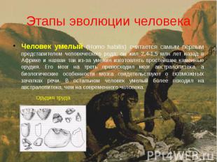 Этапы эволюции человека Человек умелый (Homo habilis) считается самым первым пре