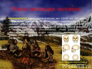 Этапы эволюции человека Неандерталец (Homo neanderthalensis) жил 230-30 тыс. лет