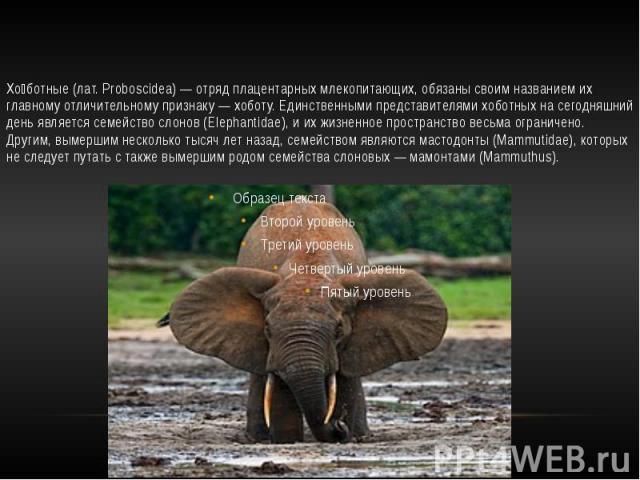 Хо ботные (лат. Proboscidea) — отряд плацентарных млекопитающих, обязаны своим названием их главному отличительному признаку — хоботу. Единственными представителями хоботных на сегодняшний день является семейство слонов (Elephantidae), и их жизненно…