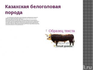 Казахская белоголовая порода Скот казахской белоголовой породы хо&shy;рошо присп