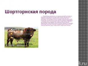 Шортгорнская порода Основная масть шортгорнского скота красная, различной интенс