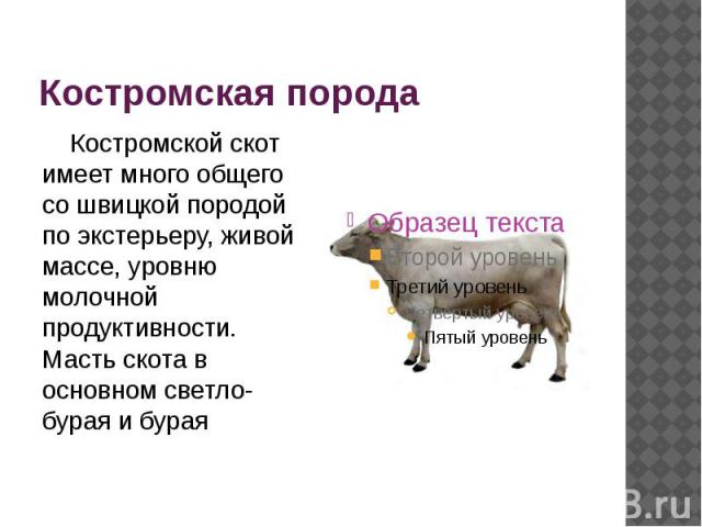 Костромская порода Костромской скот имеет много общего со швицкой породой по экстерьеру, живой массе, уровню молочной продуктивности. Масть скота в основном светло-бурая и бурая