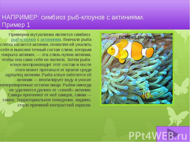 НАПРИМЕР: симбиоз рыб-клоунов с актиниями. Пример 1 Примером мутуализма является симбиоз рыб-клоунов с актиниями. Вначале рыба слегка касается актинии, позволяя ей ужалить себя и выясняя точный состав слизи, которым покрыта актиния, — эта слизь…