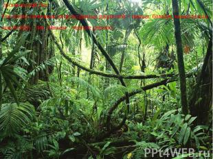 Тропический лес. Тропический лес. Растения типичных непроходимых джунглей – лиан