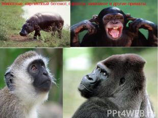 Животные: карликовый бегемот, горилла, шимпанзе и другие приматы. Животные: карл