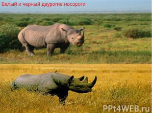 Белый и черный двурогие носороги. Белый и черный двурогие носороги.