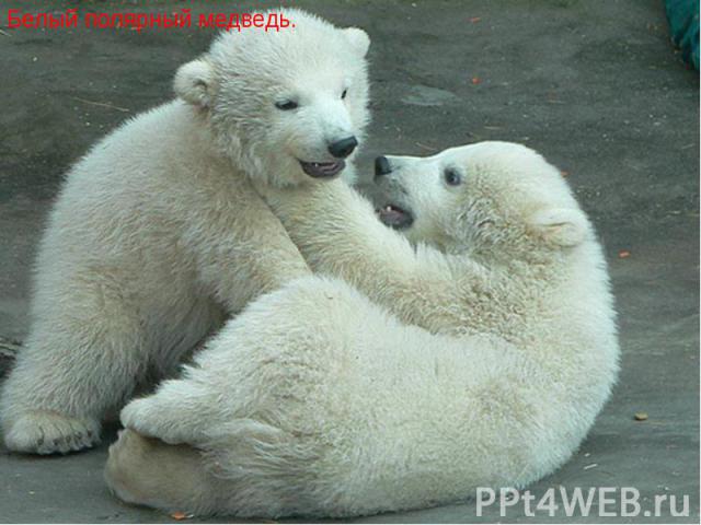 Белый полярный медведь. Белый полярный медведь.