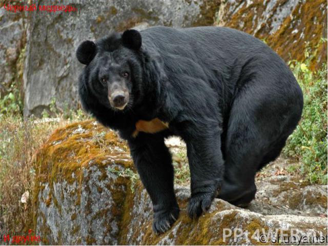 Черный медведь. Черный медведь. И другие…
