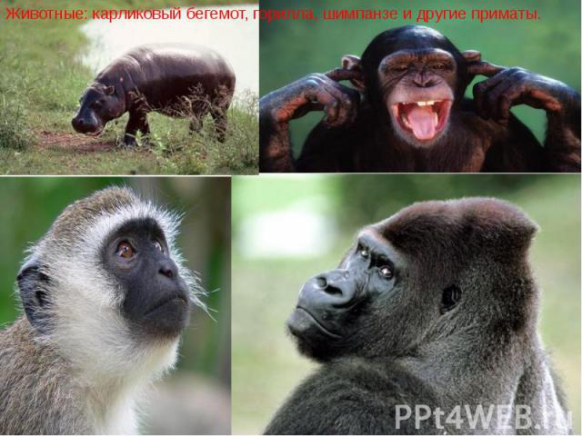 Животные: карликовый бегемот, горилла, шимпанзе и другие приматы. Животные: карликовый бегемот, горилла, шимпанзе и другие приматы.