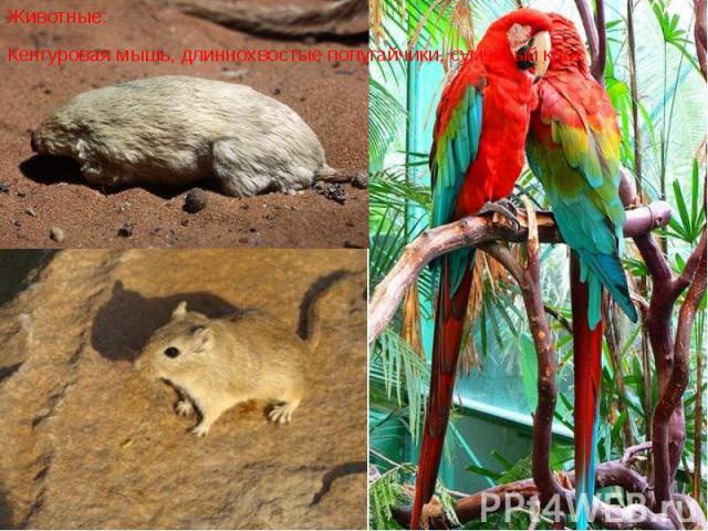 Животные: Животные: Кенгуровая мышь, длиннохвостые попугайчики, сумчатый крот.