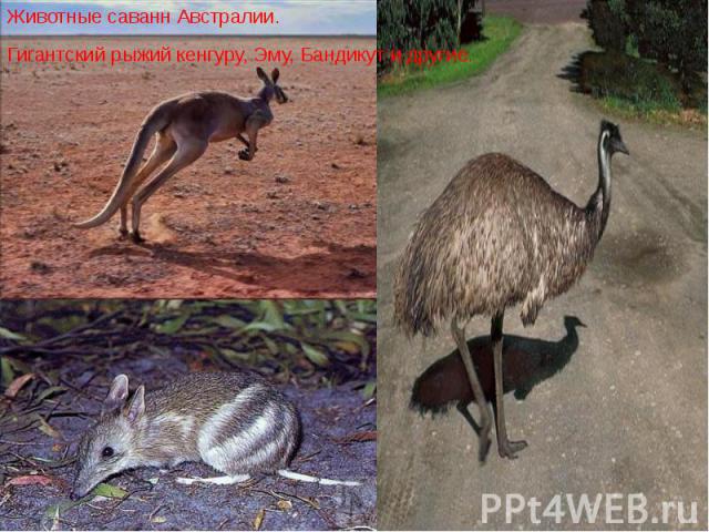 Животные саванн Австралии. Животные саванн Австралии. Гигантский рыжий кенгуру, Эму, Бандикут и другие.