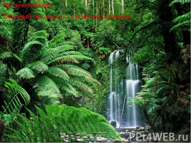 Тропический лес. Тропический лес. Типичный лес жаркого и влажного климата.