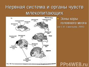 Зоны коры головного мозга Зоны коры головного мозга (по С.В. Савельеву, 2001)