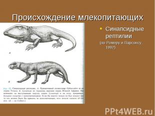 Синапсидные рептилии Синапсидные рептилии (по Ромеру и Парсонсу, 1992)