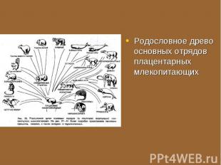 Родословное древо основных отрядов плацентарных млекопитающих Родословное древо