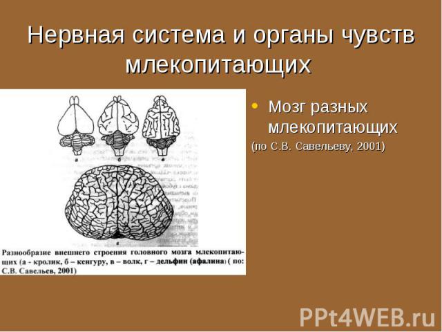 Мозг разных млекопитающих Мозг разных млекопитающих (по С.В. Савельеву, 2001)