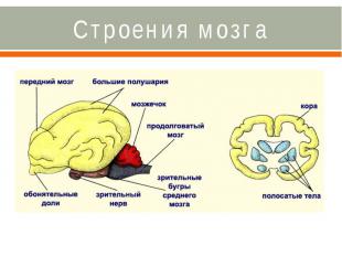 Строения мозга
