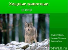 Хищные животные – волки