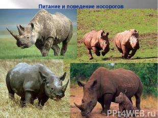 Питание и поведение носорогов