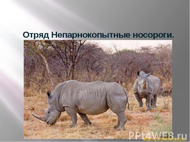 Отряд Непарнокопытные носороги.