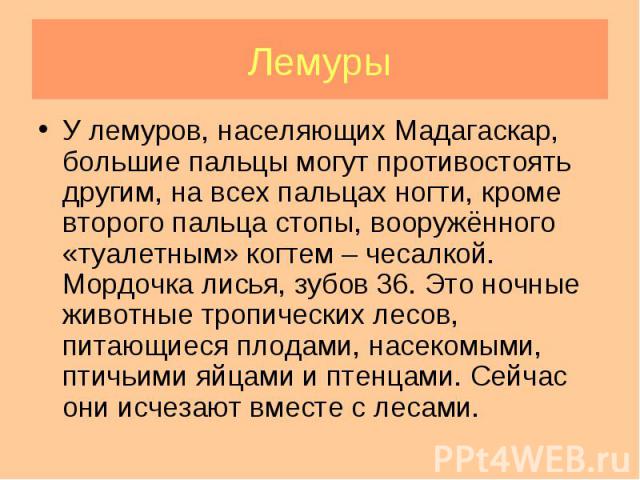 У лемуров, населяющих Мадагаскар, большие пальцы могут противостоять другим, на всех пальцах ногти, кроме второго пальца стопы, вооружённого «туалетным» когтем – чесалкой. Мордочка лисья, зубов 36. Это ночные животные тропических лесов, питающиеся п…