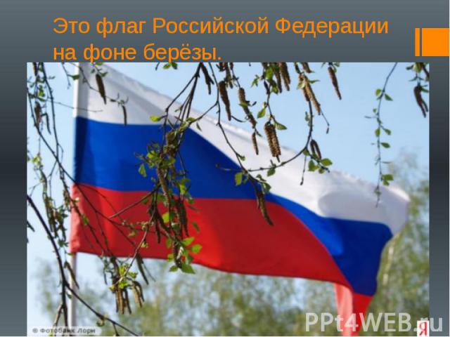 Это флаг Российской Федерации на фоне берёзы.