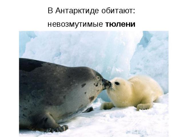В Антарктиде обитают: В Антарктиде обитают: невозмутимые тюлени
