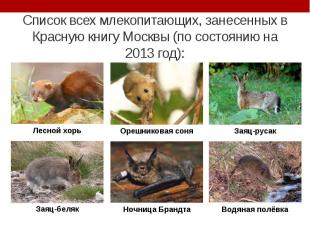 Список всех млекопитающих, занесенных в Красную книгу Москвы (по состоянию на 20