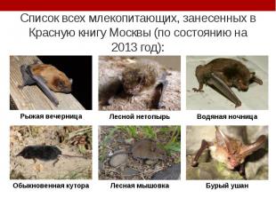 Список всех млекопитающих, занесенных в Красную книгу Москвы (по состоянию на 20