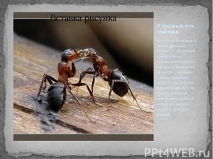 У муравьев есть свой язык Он состоит из запахов и жестов (движение лапками). Есл