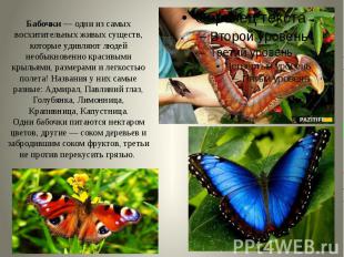 Бабочки&nbsp;— одни из самых восхитительных живых существ, которые удивляют люде