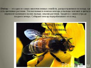 Пчёлы — это одно из самых многочисленных семейств, распространенное по всюду, гд