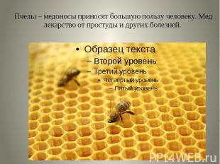 Пчелы – медоносы приносят большую пользу человеку. Мед лекарство от простуды и д