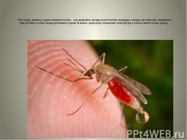 Этот комар  являются  разносчиками болезни -  под названием малярия или болотная лихорадка, которая, как известно, вызывается присутствием особых микроорганизмов в крови …