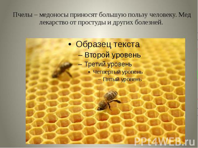 Пчелы – медоносы приносят большую пользу человеку. Мед лекарство от простуды и других болезней.