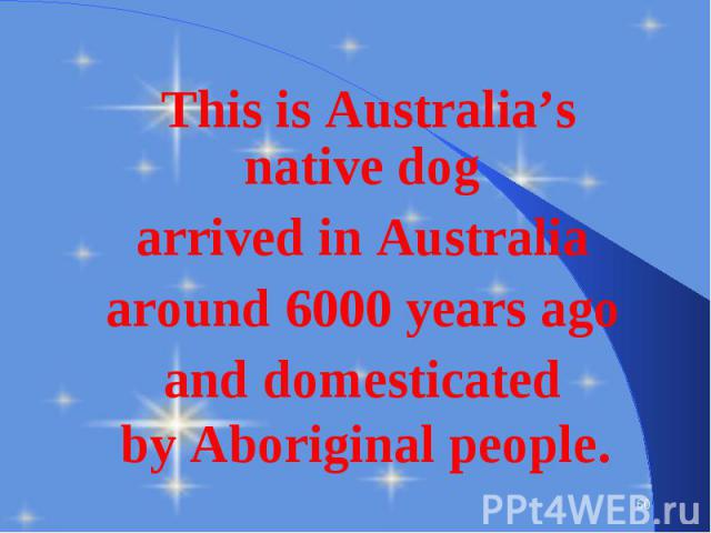 This is Australia’s native dog This is Australia’s native dog arrived in Australia around 6000 years ago and domesticated by Aboriginal people.