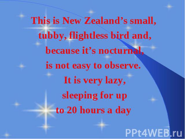 This is New Zealand’s small, This is New Zealand’s small, tubby, flightless bird and, because it’s nocturnal, is not easy to observe. It is very lazy, sleeping for up to 20 hours a day