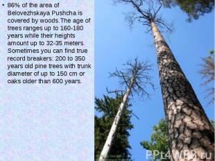 86% of the area of Belovezhskaya Pushcha is covered by woods.The age of trees ra