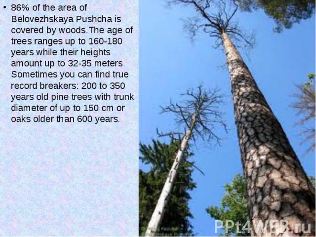 86% of the area of Belovezhskaya Pushcha is covered by woods.The age of trees ranges up to 160-180 years while their heights amount up to 32-35 meters. Sometimes you can find true record breakers: 200 to 350 years old pine trees with trunk diameter …