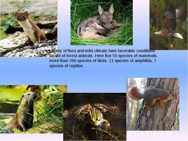 Variety of flora and mild climate form favorable conditions for life of forest animals. Here live 55 species of mammals, more than 200 species of birds, 11 species of amphibia, 7 species of reptiles. Variety of flora and mild climate form favorable …