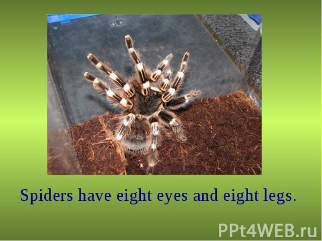 Spiders have eight eyes and eight legs. Spiders have eight eyes and eight legs.